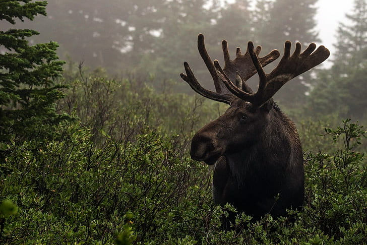 110 Moose HD Wallpapers and Backgrounds