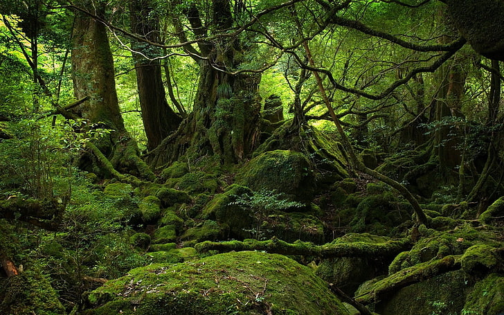 green moss, trees, wood, jungle, stones, branches, roots, forest