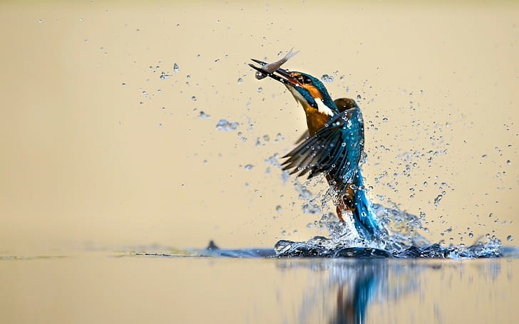 Water, Kingfisher, Reflection, Hunting, Fish, Bird, white eared kingfisher, HD wallpaper