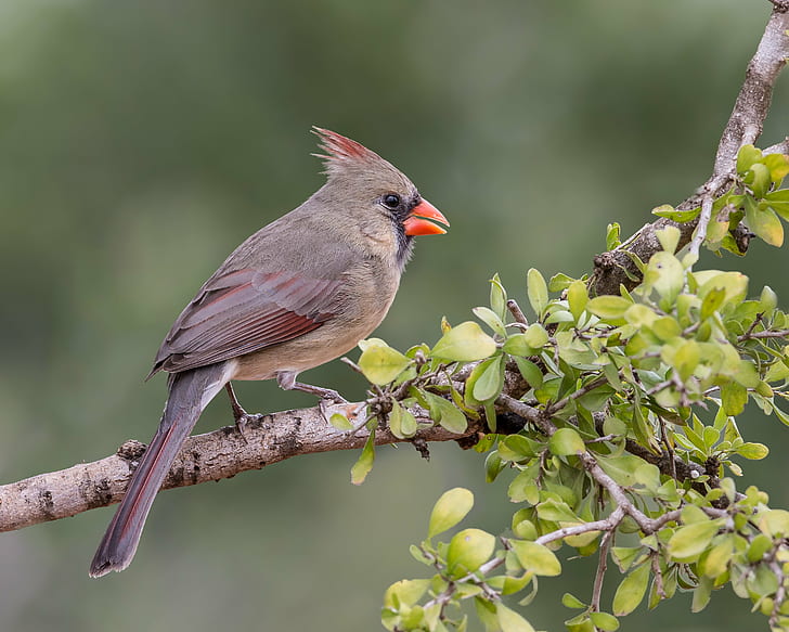 gray and red Cardinal Bird on tree branch, northern cardinal, northern cardinal