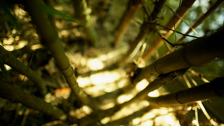 bamboo, depth of field, nature, sunlight, bokeh, HD wallpaper