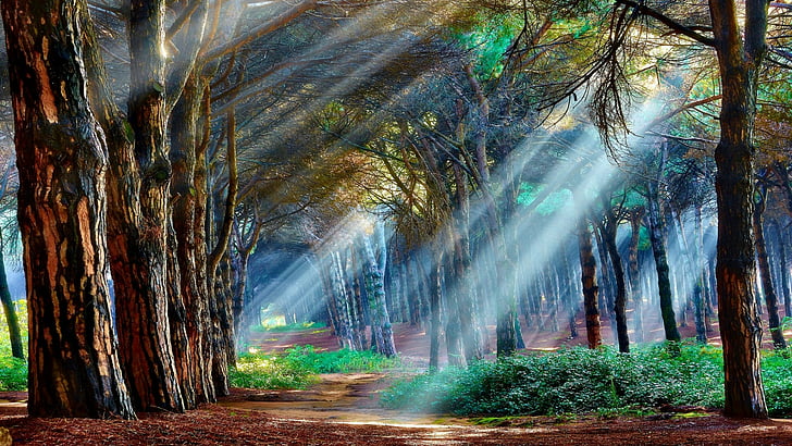 nature, green, woodland, forest, sunbeam, rays, tree, grove, HD wallpaper