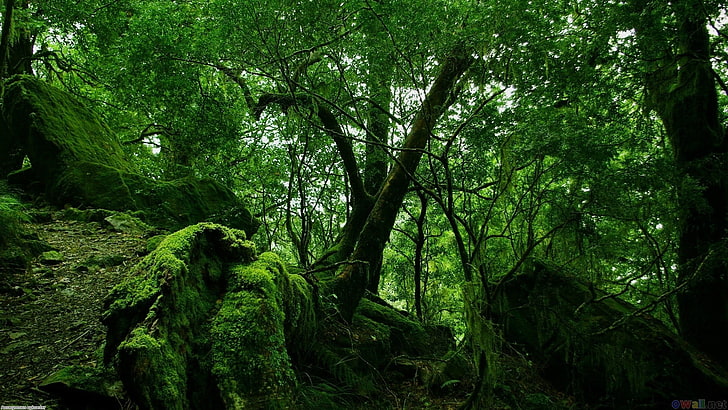 green leaf trees, landscape, forest, nature, plant, green color, HD wallpaper
