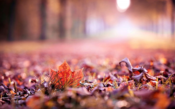 maple leaf, untitled, nature, leaves, fall, depth of field, autumn, HD wallpaper