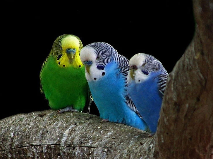 birds parrots 1920x1440  Animals Birds HD Art, HD wallpaper