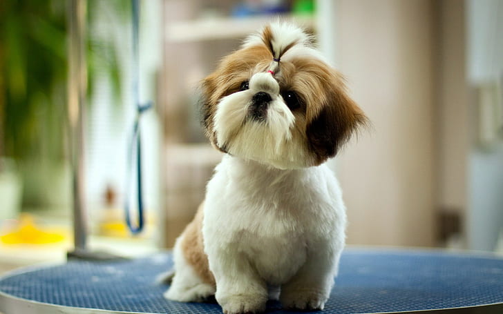 Dog, Puppy, Cute, Fluffy, Pet, HD wallpaper