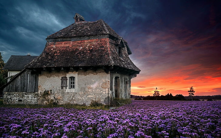 Landscape, Nature, Sunset, Farm, House, Old, Sky, Flowers, Lavender Field, Purple, Spring, HD wallpaper