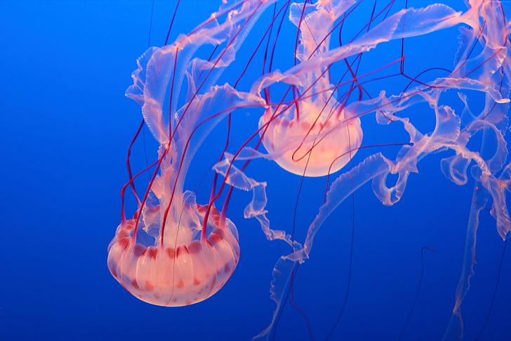 Pink Jellyfish, Monterey Bay Aquarium, diving, tourism
