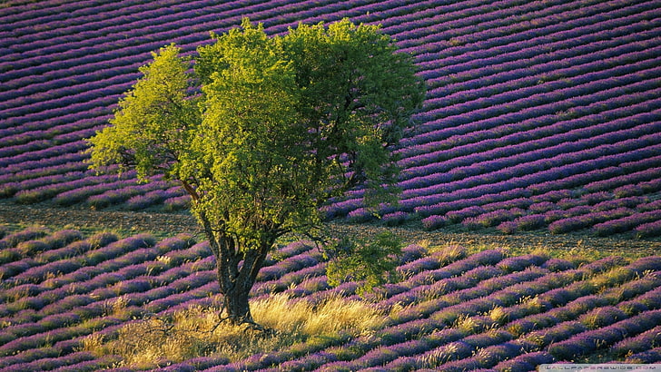 lavender, field, landscape, trees, purple flowers, Provence, HD wallpaper
