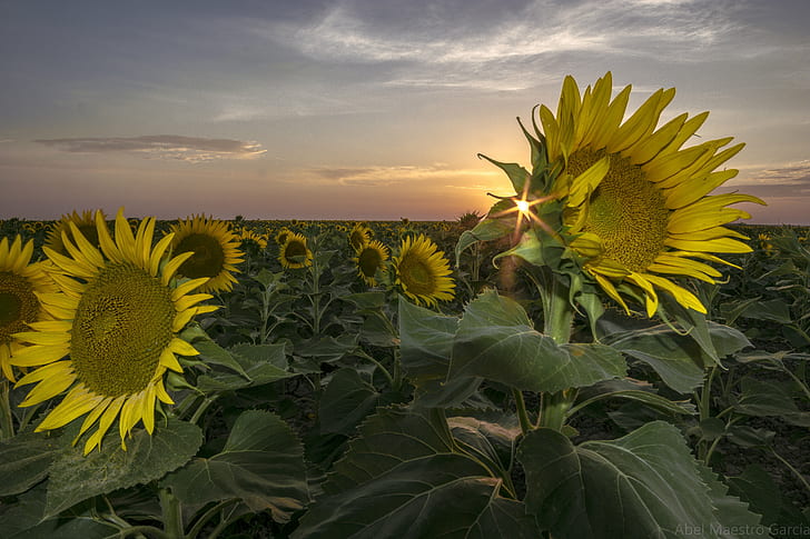 Sunflower field under white sky, Rebelde, amarillo, verano, Sevilla, HD wallpaper