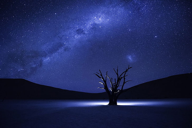 bare tree under purple sky during nighttime, Milky Way, stars, HD wallpaper