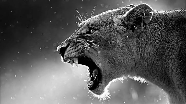 Lioness, black, white, 4k pics, ultra hd, UK, HD wallpaper