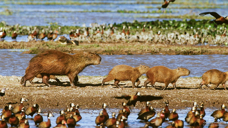 Capybara, Venezuela, Animals, HD wallpaper