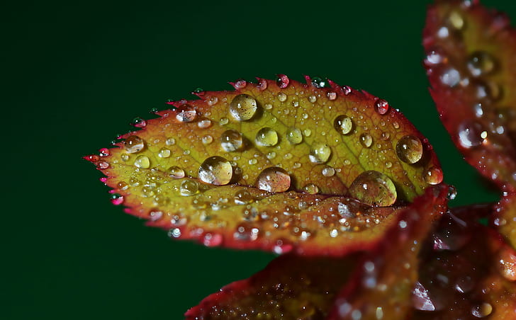 water drops on rose leaves, bracketing, Sony, A77, Gabriel, Coruña