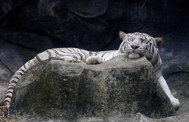 HD wallpaper: white tiger, stone, sleeping, lies, happy face, animal,  wildlife | Wallpaper Flare