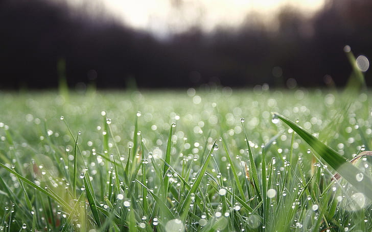 grass, dew, water drops