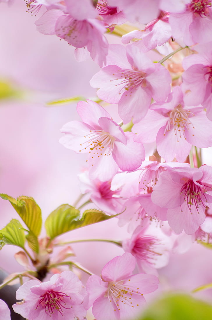 flowers photo, Cherry Blossoms, Season, spring, 桜, 春, 静岡