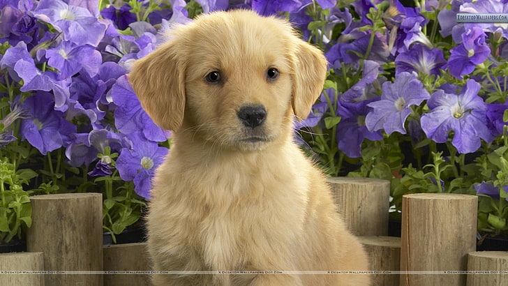 short-coated brown puppy, dog, puppies, golden retrievers, animals