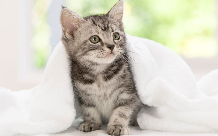 American Shorthair Kitten, cute, usa, HD wallpaper
