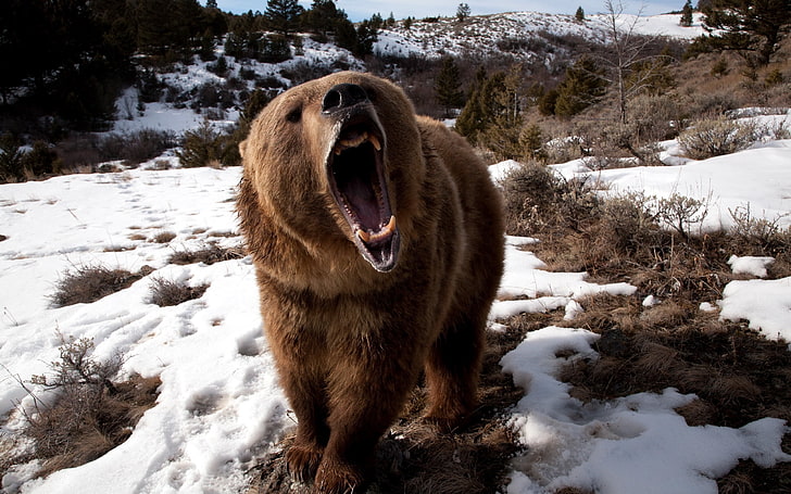 Grizzly Bear, grin, grass, snow, aggression, animal, winter, mammal, HD wallpaper