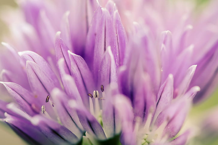 purple petaled flower closeup photography, Chives, nikon, plant, HD wallpaper