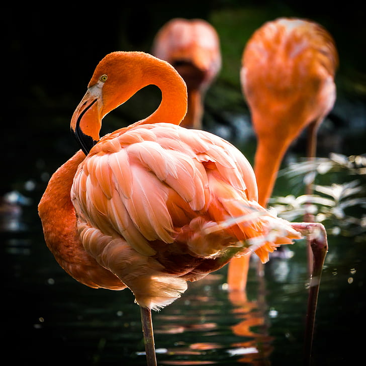 selective focus photography of pink Flamingo, flamingo, sony  alpha