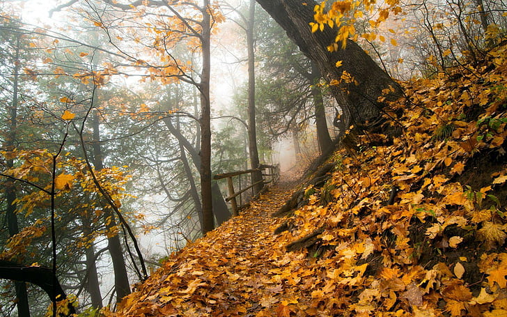 Path through the forest, narrow pathway on hillside with tall trees with lot of yellow and brown fallen leaves