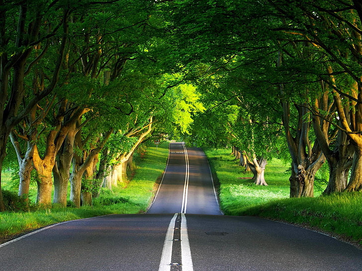 asphalt road, trees, marking, double continuous lines, descent