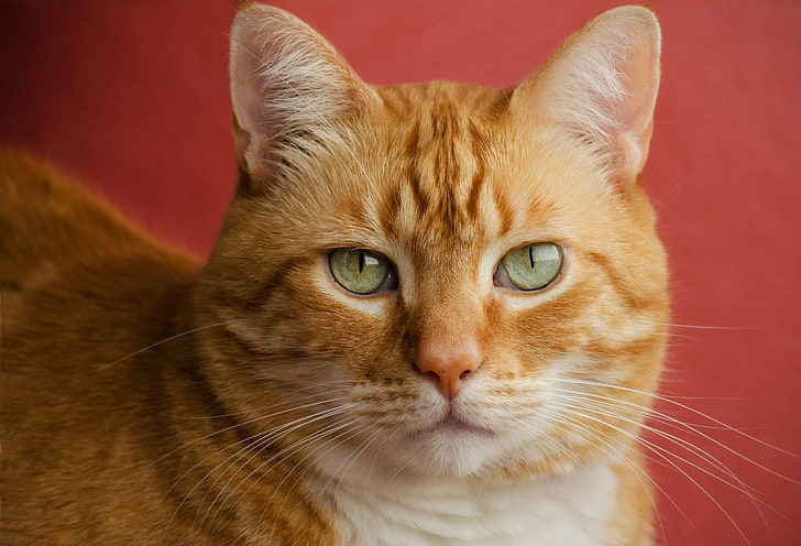 orange tabby cat, face, portrait, red, red background, handsome
