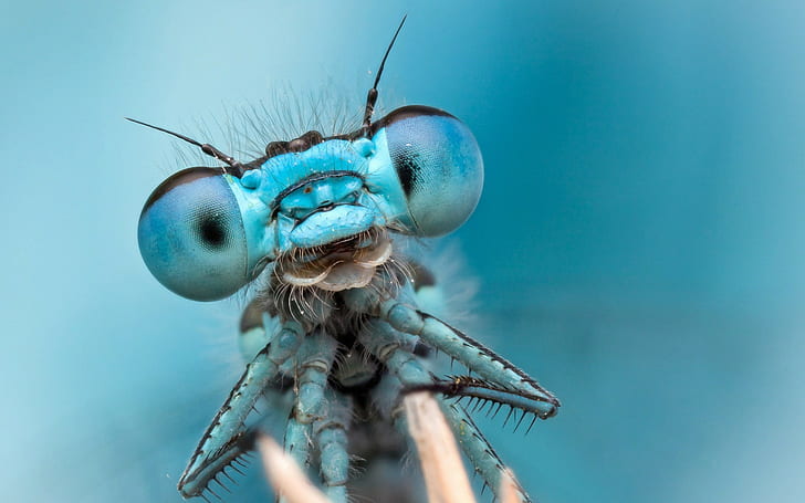 Dragonfly Eyes, HD wallpaper