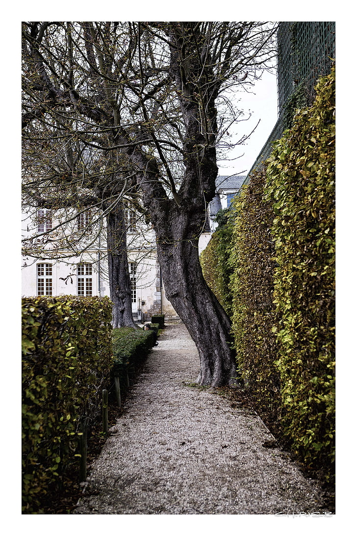 black and brown tree painting, Paris, Parc de Sceaux, plant, transfer print