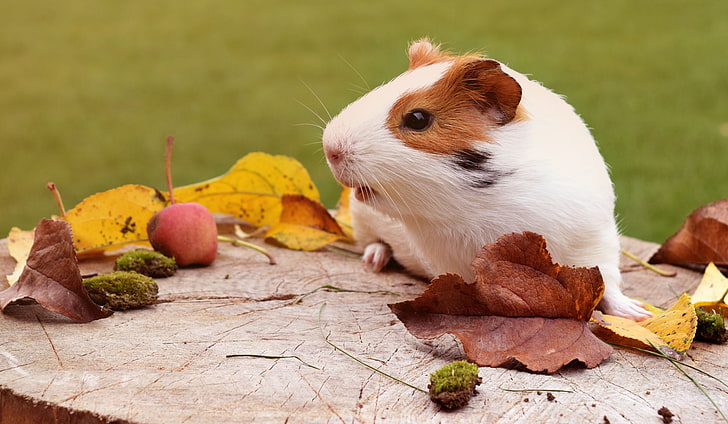 white and brown hamster, rodent, foliage, autumn, animal, mammal