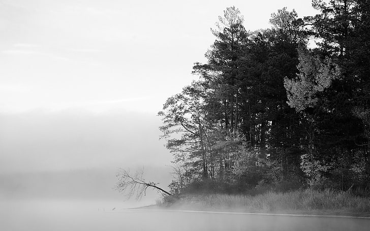 pine trees, monochrome, forest, plants, nature, tranquility, fog