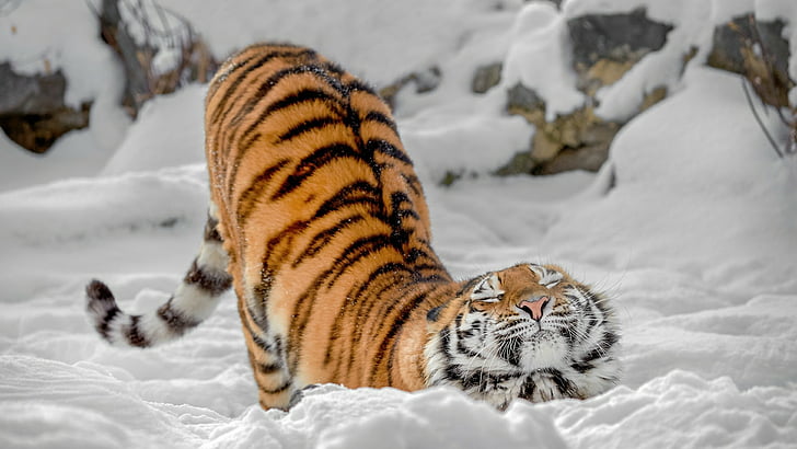 tiger, snow, wildlife, mammal, big cat, stretching, fur, winter, HD wallpaper