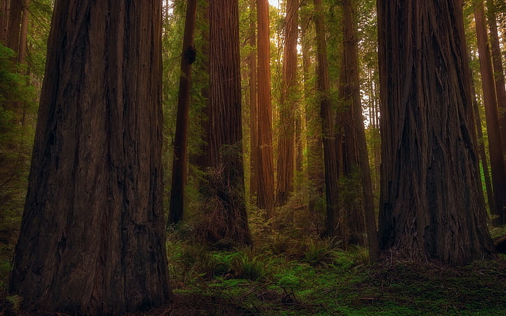 USA, California, redwoods, forest, trees, HD wallpaper