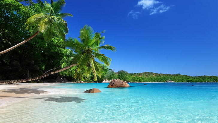 HD wallpaper: two coconut trees, landscape, beach, palm trees, tropical,  sea | Wallpaper Flare