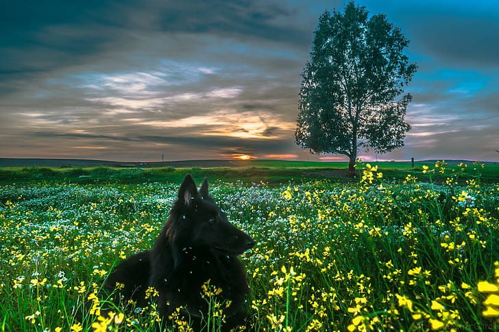 landscape photo of long coated black dog lying on ground surround with yellow flower plants, flores, flores