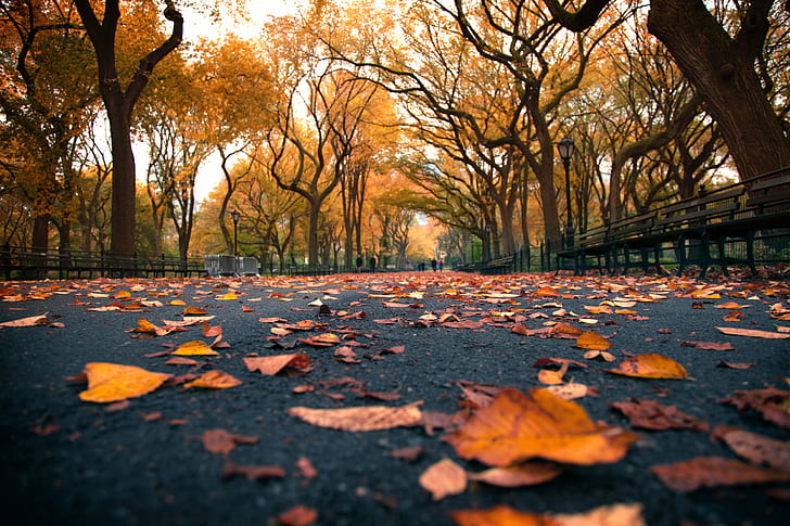 dried leaf on road during daytime, york, central park, york, central park