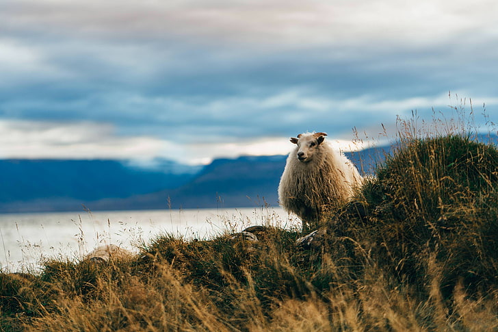 nature, landscape, grass, sea, mountains, Iceland, sheep, animal themes, HD wallpaper