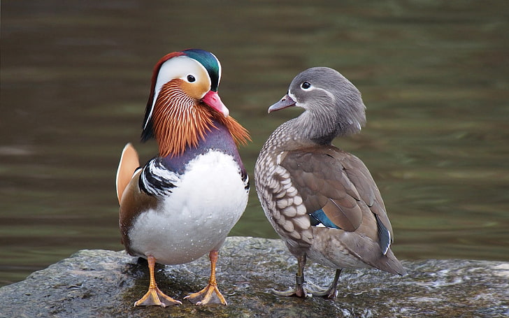 Beautiful Birds Canards Mandarins Couple Hd Wallpapers For Desktop 2880×1800, HD wallpaper