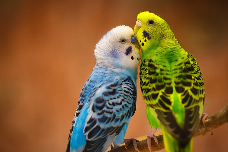 two blue and green budgerigars, budgies, birds, parrots, animal