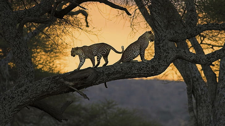 Leopard Pair At Sunset, trees, sunsets, big cats, animals, leopards