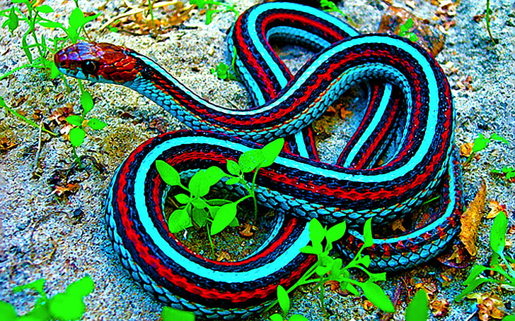 Reptiles, Garter Snake