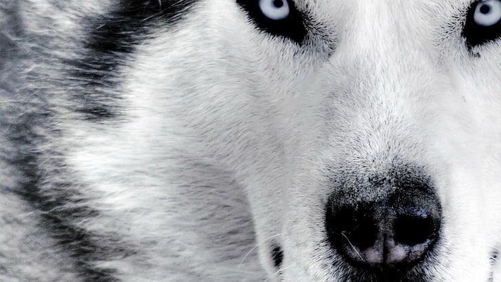 white and gray Siberian husky, Siberian Husky , animals, dog