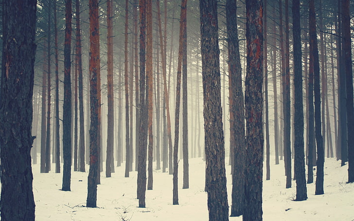 brown trees, nature, forest, snow, trunk, tree trunk, land, cold temperature