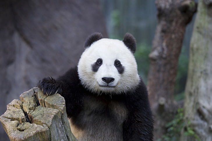 Panda bear in nature, white and black panda, HD wallpaper
