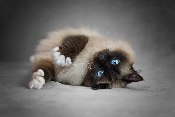cat, pose, legs, lies, beauty, blue eyes, grey background, face, HD wallpaper