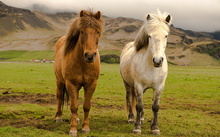 nature, animals, horse, icelandic horses, HD wallpaper