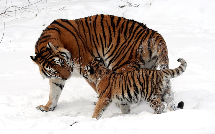 brown and black tiger and cub, winter, snow, strips, cats, wool