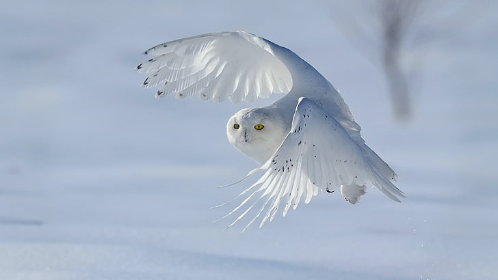 HD wallpaper: snowy owl, bird, white, bird of prey, feather, wing ...